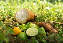 Manfaat Umbi Takon Rasa Buah, Bisa Dimakan Langsung