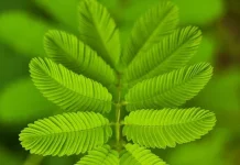 Manfaat Daun Maniran untuk Kesehatan