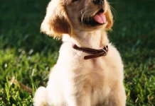 Tidak Semua Anjing  Bisa Menggonggong, Ini Penyelasannya