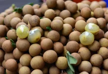 5 jenis pohon kelengkeng yang cepat berbuah
