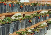 Cara membuat kebun buah minimalis dari bahan bekas di rumah