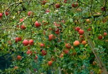 Delapan Pohon Buah yang Paling Mudah Dirangsang agar Cepat Panen