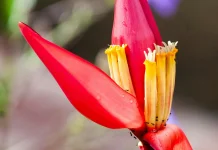 Lima Hidangan Obat yang Terbuat dari Bunga Pisang