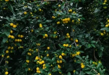 Enam Jenis Pohon Buah tanpa Panas dan Tidak Rewel