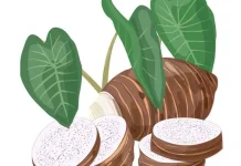 Manfaat Konsumsi Keladi Setiap Hari Pengganti Nasi