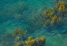 Dampak Terlalu Banyak Mengonsumsi Rumput Laut