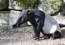 Fakta Unik Tapir: Hewan Kuno yang Masih Bertahan hingga Kini