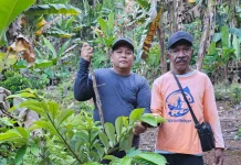 Edukasi Kepada Petani Jadi Fokus Implementasi Kebijakan Pala