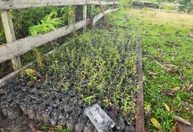 Dinas Perkebunan Respons Kebutuhan Bibit Sesuai Usulan Masyarakat