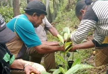 Bantuan Bibit Pala Fakfak Harus Ditanam Sesuai Aturan