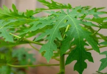 Manfaat dan Khasiat Daun Pepaya