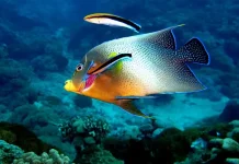 Fakta Cleaner Wrrase Ikan Kecil yang Berprofesi Sebaik Dokter