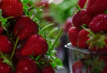 Dua Belas Jenis Pohon Buah yang Cepat Berbuah meski Baru Tanam