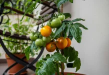 Sembilan Jenis Buah Mudah Tumbuh di Pot