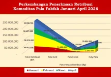 Perdagangan Pala Fakfak Konsisten hingga April 2026