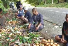 Pengawasan Panen Diperkuat, Kualitas Pala Fakfak Jadi Prioritas