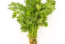 Sepuluh Manfaat dan Kandungannya Daun Seledri untuk Kesehatan