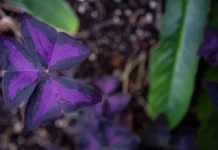 Sicantik Ungu yang Menyimpan Rahasia Penting untuk Kesehatan