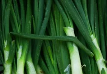 Manfaat dan nutrisi yang terdapat  pada Daun Kucai