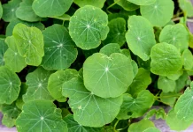 Kenali Manfaat Daun Nasturtium ternyata baik untuk Kesehatan