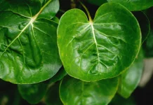 Manfaat dan Nutrisi  dikandung daun Mangkok untuk Rambut