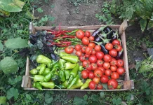 Tujuh Contoh Kebun Sayur Sederhana yang bisa Dijual