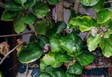 Daun Mangkokan Berkhasiat untuk Berbagai Jenis Penyakit