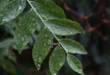 Delapan Manfaat dan Nutrisi  Daun Kari untuk Kesehatan