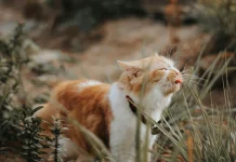 Tujuh Cara Membuat Semprotan Alami Pengusir Kucing dari Bahan Dapur