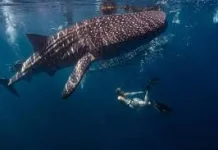 Fakta Menarik Ikan Hiu Paus, Raksasa Laut yang Ramah