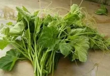 Pucuk Daun Labu, Sayur Sederhana dengan Segudang Manfaat Kesehatan