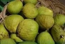Buah Gayang, Buah Lokal Kaya Gizi yang Mulai Dikenal Kembali