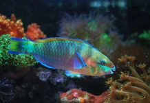 Fakta Ikan Kakatua, Punya Ribuan Gigi dan Bisa Menghasilkan Pasir Putih