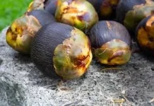 Manfaat Buah Lontar, Pangan Tradisional yang Kaya Gizi dari Daerah Kering Indonesi