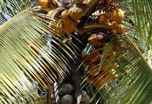Manfaat Kelapa Merah, Varietas Langka yang Kaya Khasiat bagi Kesehatan