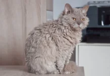 Fakta Unik Kucing dengan Bulu Seperti Domba yang Menggemaskan