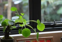 Enam Benda yang bisa Picu Energi Negatif di Rumah Menurut Feng Shui