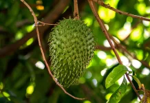 Manfaat Daun Sirsak untuk Kesehatan