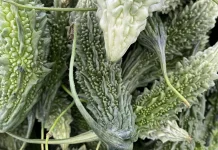 Lima Manfaat Sayur Pare yang Jarang Diketahui, Baik untuk Tubuh dan Pencernaan