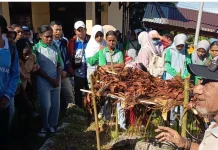 SMA Negeri 2 Fakfak Kembangkan Kebun Pala Grafting Sekolah