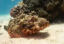 Ikan Malas: Fakta Unik Tentang Penghuni Air yang Santai