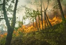 Musim Kemarau, BPBD Pacitan Himbau Masyarakat Waspada Kebakaran Hutan dan Lahan