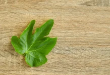 Sembilan Khasiat Daun Insulin selain untuk mengobati Diabetes
