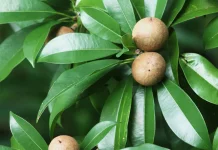 Tujuh Jenis Pohon Sawo Mini yang Cepat Berbuah