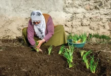 Sembilan Cara Membuat Kebun Bawang Mini agar Bisa Panen Tiap Hari