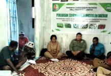 Pemkab Fakfak Perkuat Hilirisasi lewat Perluasan Arel Tanam Pala Tomandin
