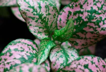 Cara Merawat Aglonema agar Subur dan Warna Daun Cantik Jelita
