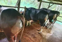 Penjualan Sapi Kurban Fakfak jelang Idul Adha Alami Peningkatan