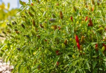 Cara Mempercepat Panen Cabai Rawit saat Harga Tinggi