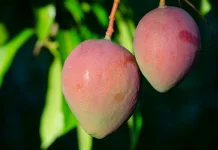 Tujuh Jenis Pohon Mangga yang Akarnya Tidak Merusak Pot dan Cocok untuk Tabulampot